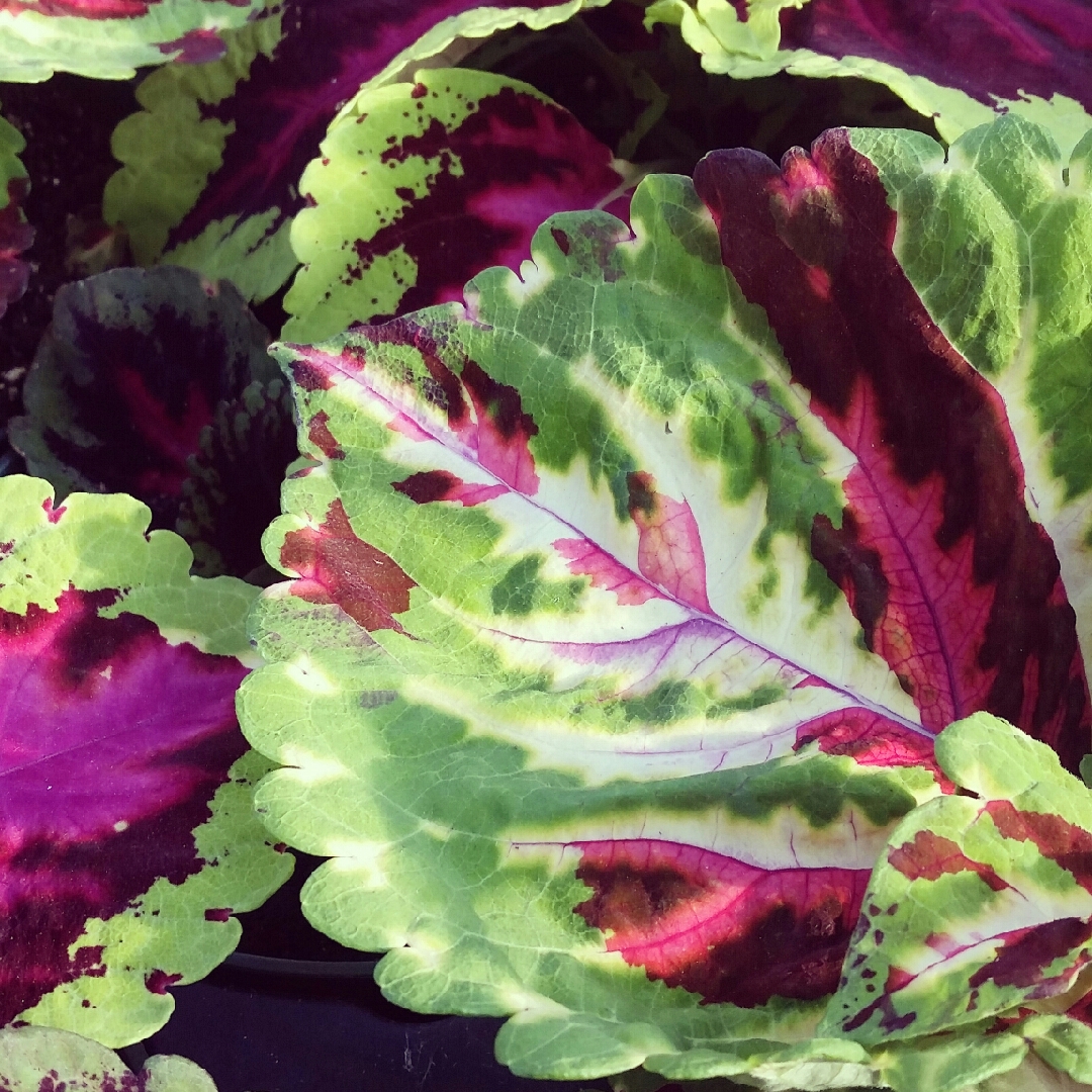 Coleus Premium Shade Kong Empire Mix in the GardenTags plant encyclopedia