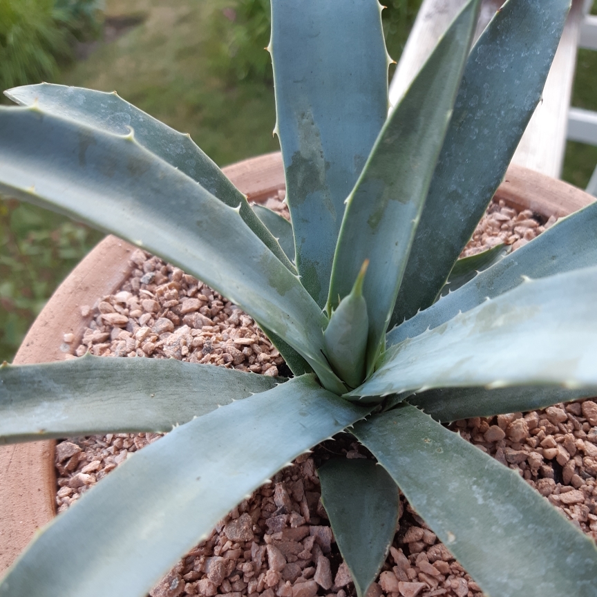 Agave Macroacantha in the GardenTags plant encyclopedia