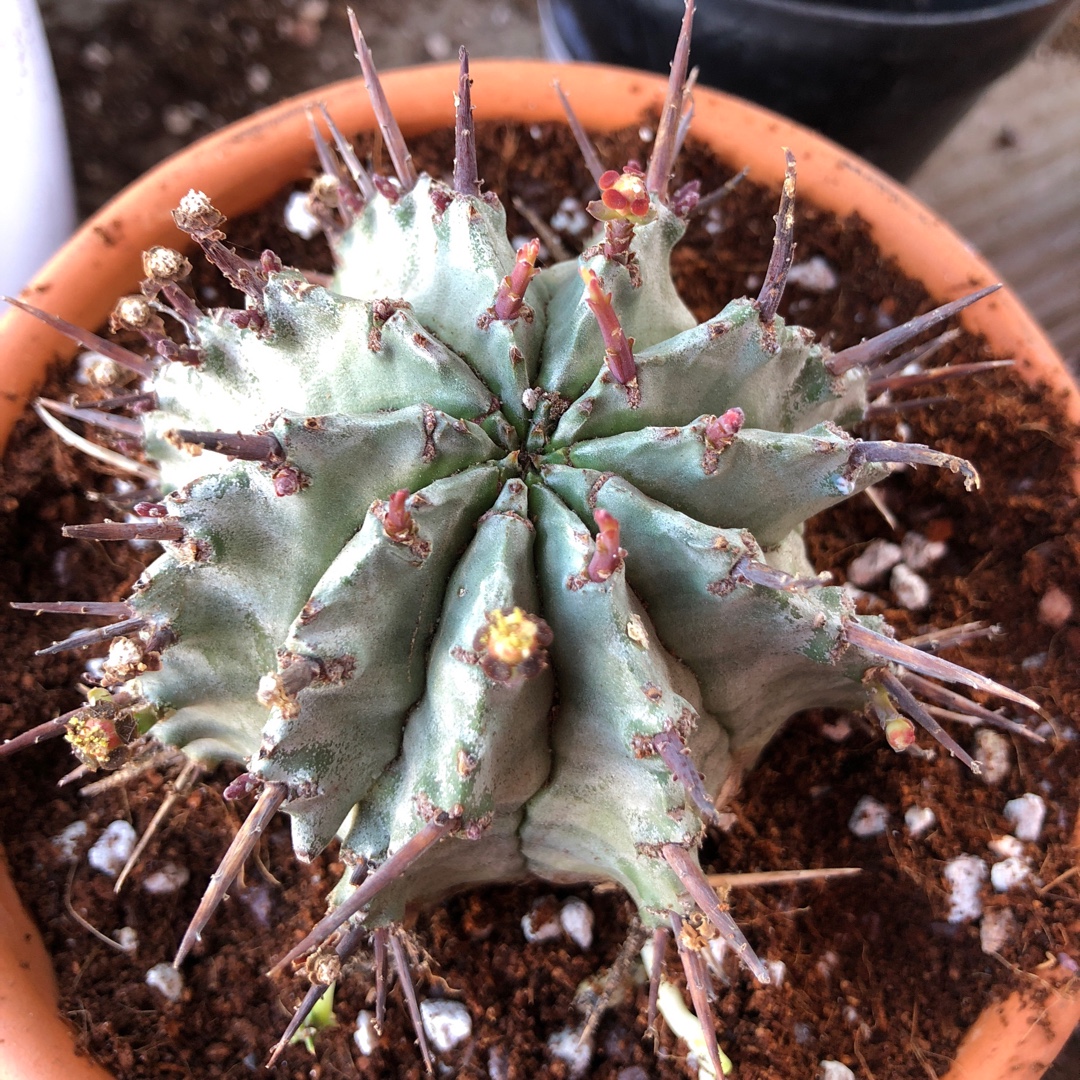 African Milk Barrel in the GardenTags plant encyclopedia