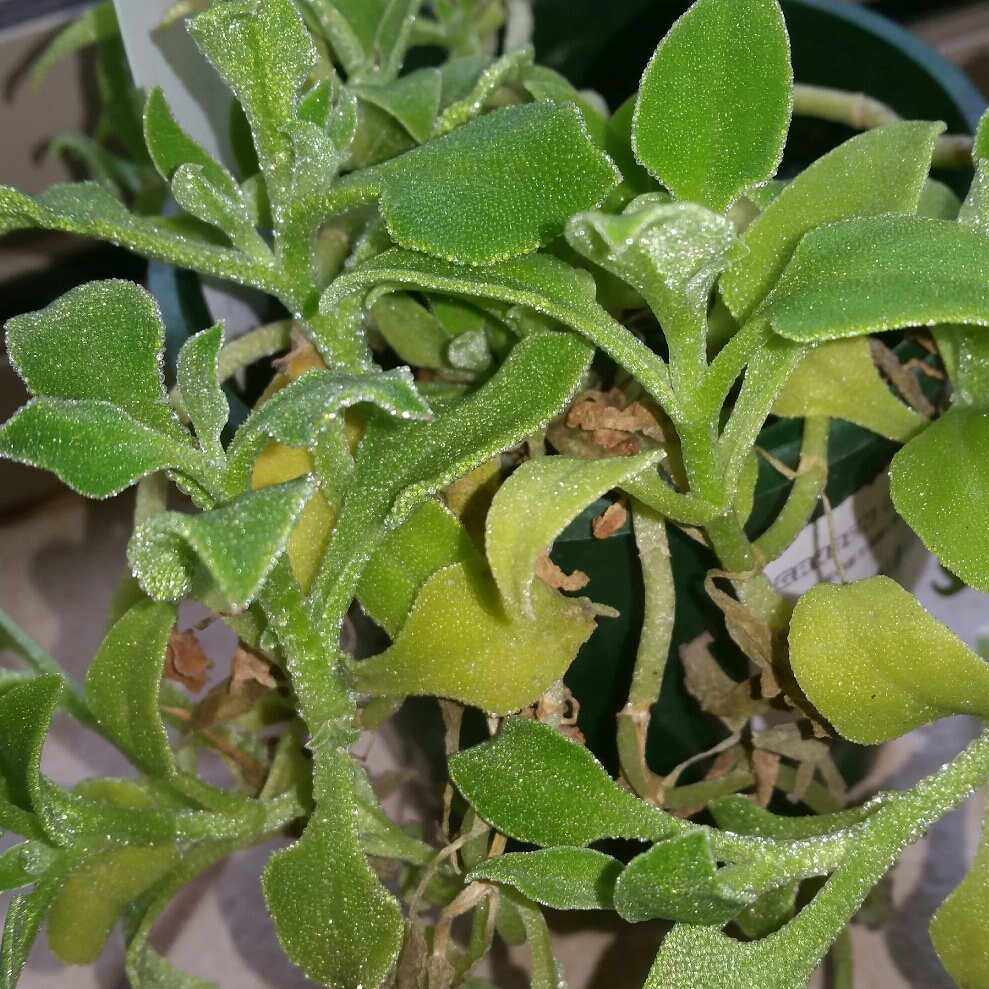 Tetragonia Implexicoma, Bower Spinach in GardenTags plant encyclopedia