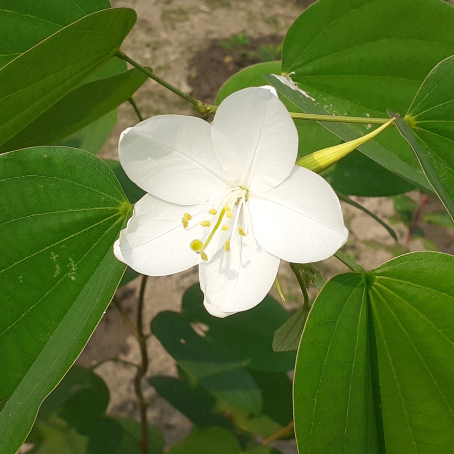 Bauhinia Variegata 'Alba', Camel's Foot Tree in GardenTags plant ...