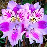 Peruvian Lily in the GardenTags plant encyclopedia