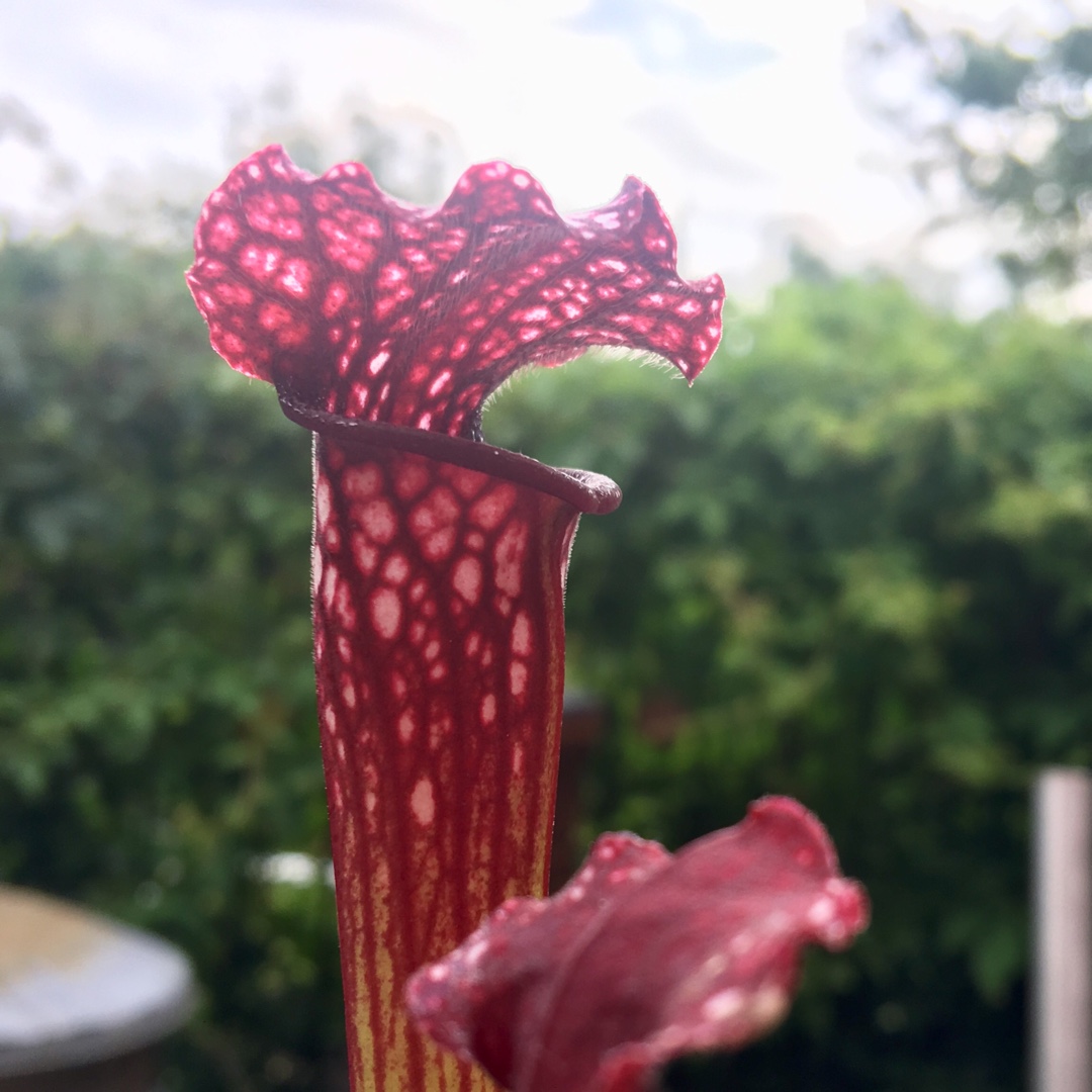 Pitcher Plant Bella in the GardenTags plant encyclopedia