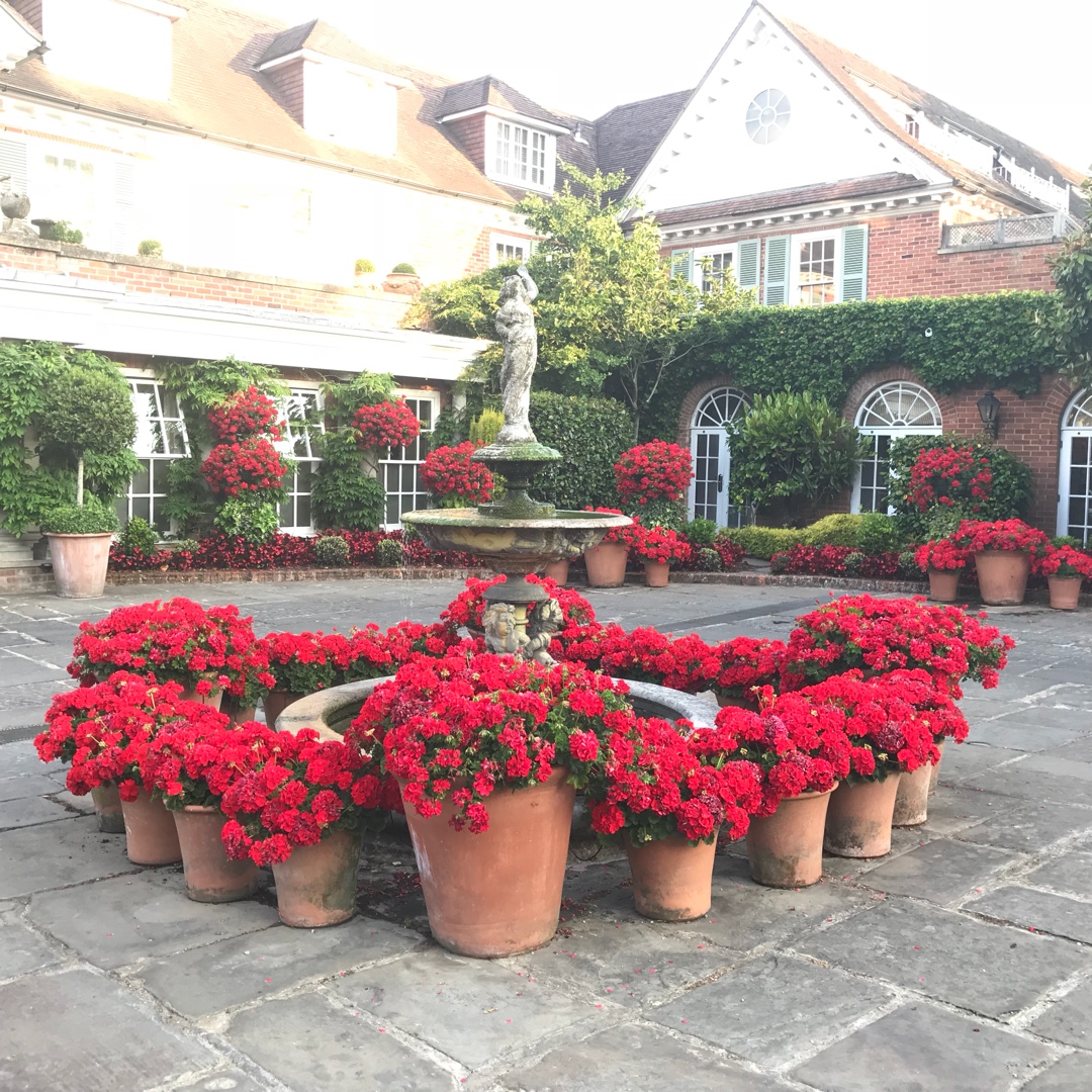 Pelargonium Sunrise Fernando (Zonal) in the GardenTags plant encyclopedia