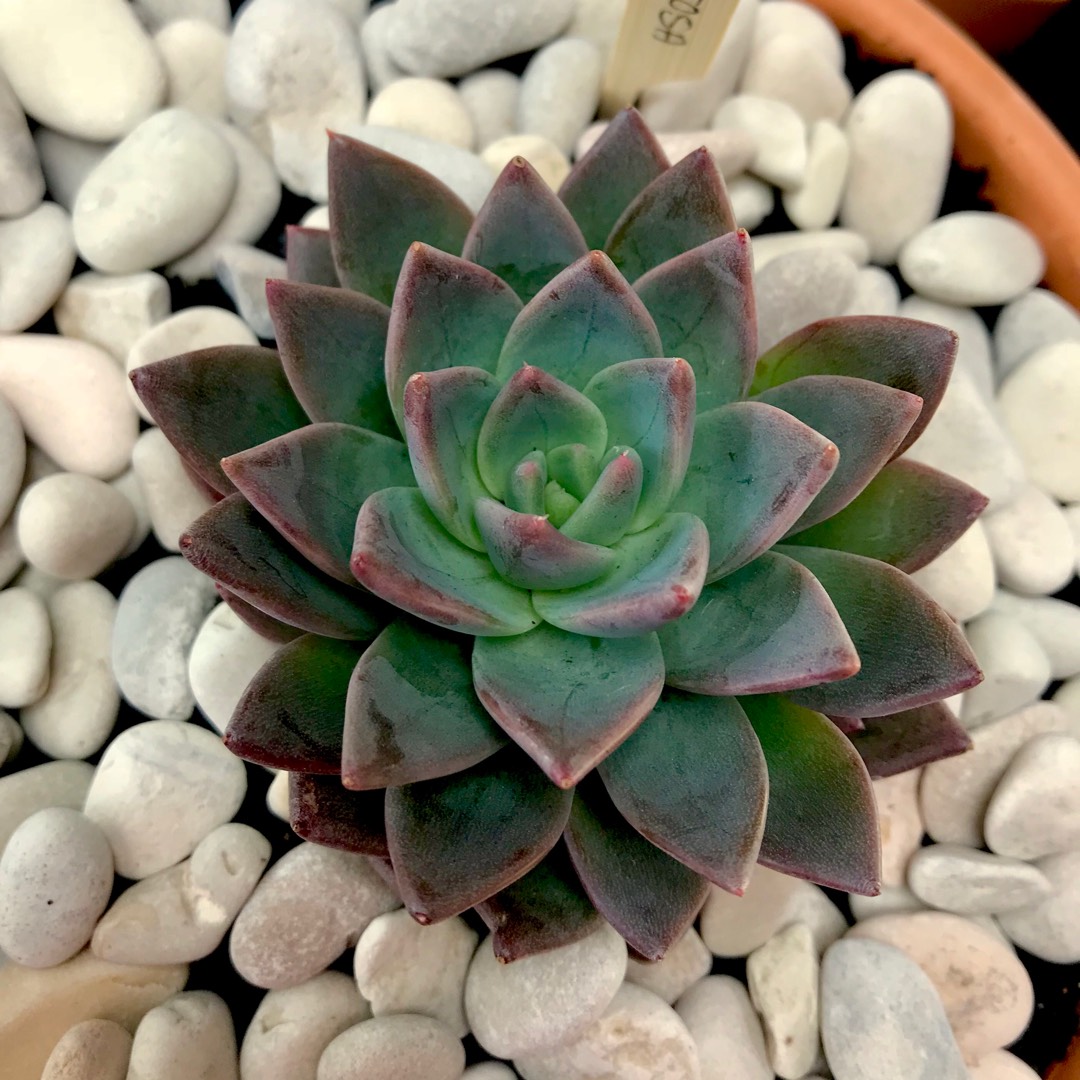 Echeveria Peatosa in the GardenTags plant encyclopedia