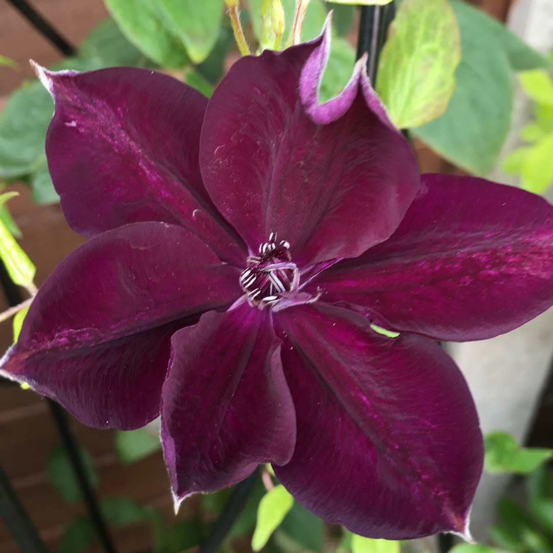 Clematis Amethyst Beauty™ in the GardenTags plant encyclopedia