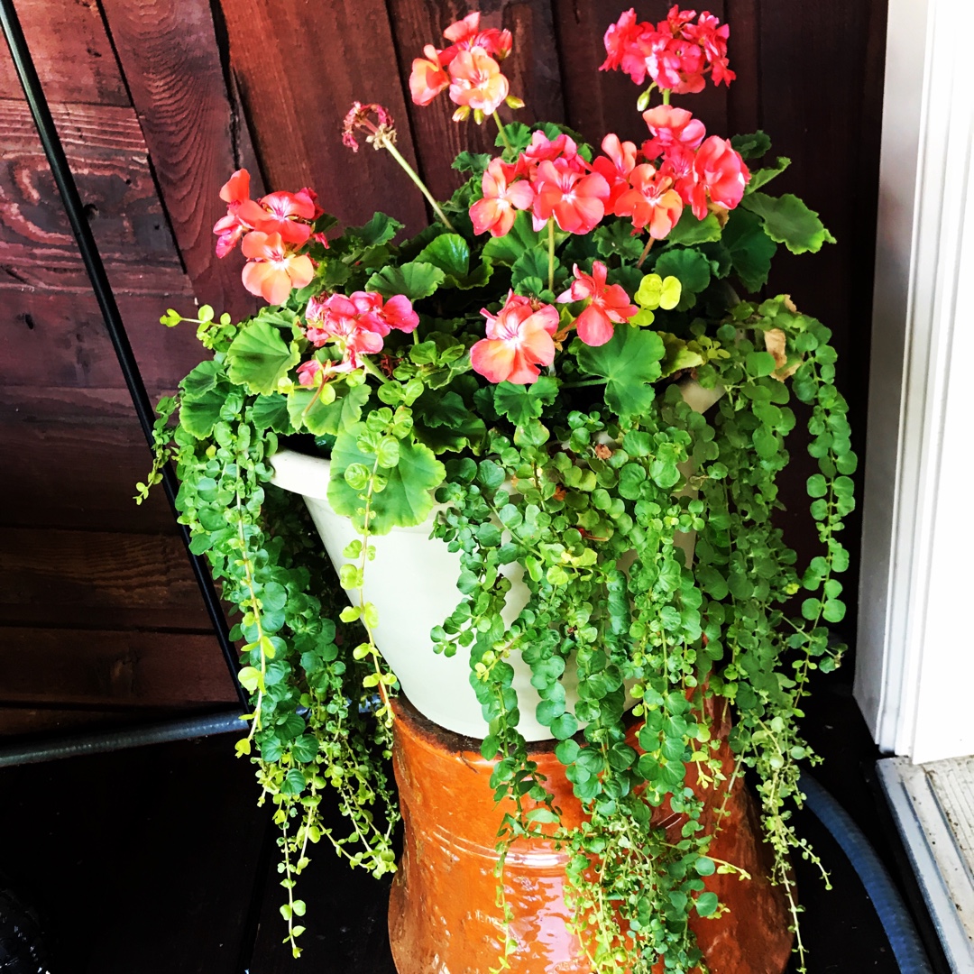 Pelargonium Patriot Evening Glow (Zonal) in the GardenTags plant encyclopedia