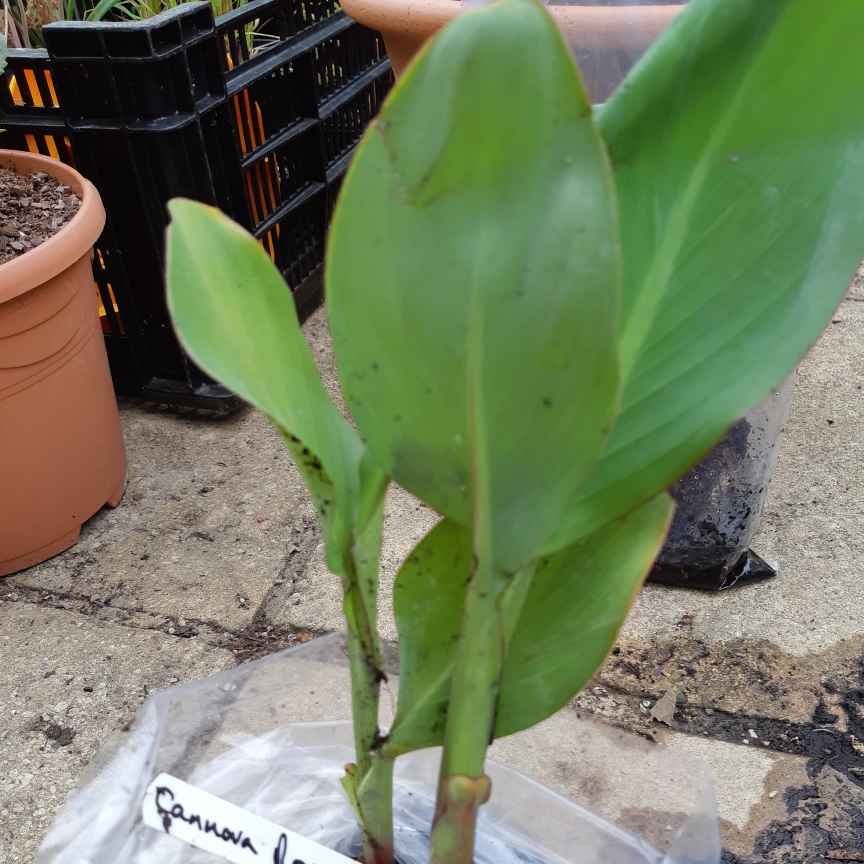 Canna Cannova Rose in the GardenTags plant encyclopedia