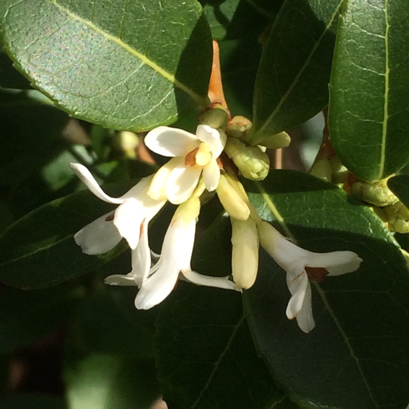 Burkwood osmanthus in the GardenTags plant encyclopedia