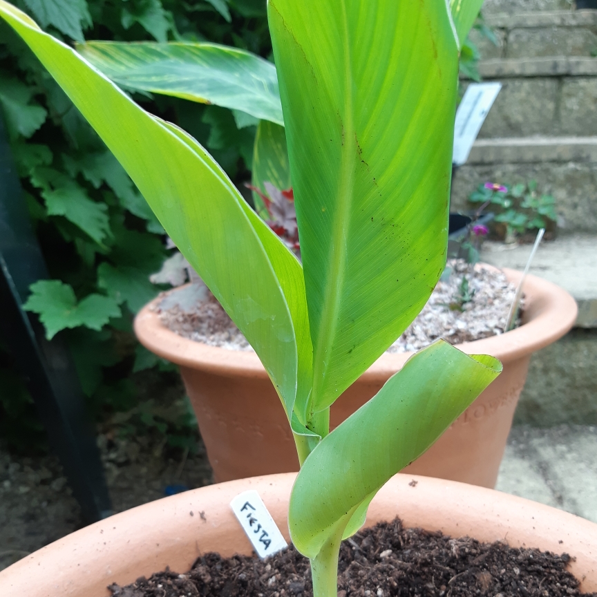 Canna 'Fiesta', Canna 'Fiesta' in GardenTags plant encyclopedia