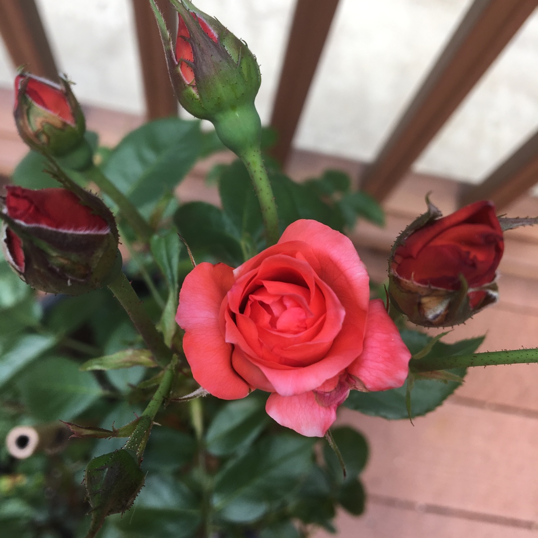 Floribunda Rose Hot Cocoa in the GardenTags plant encyclopedia