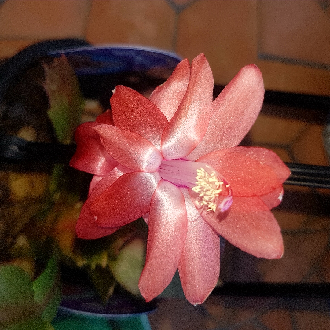 Zygocactus Peach Parfait in the GardenTags plant encyclopedia