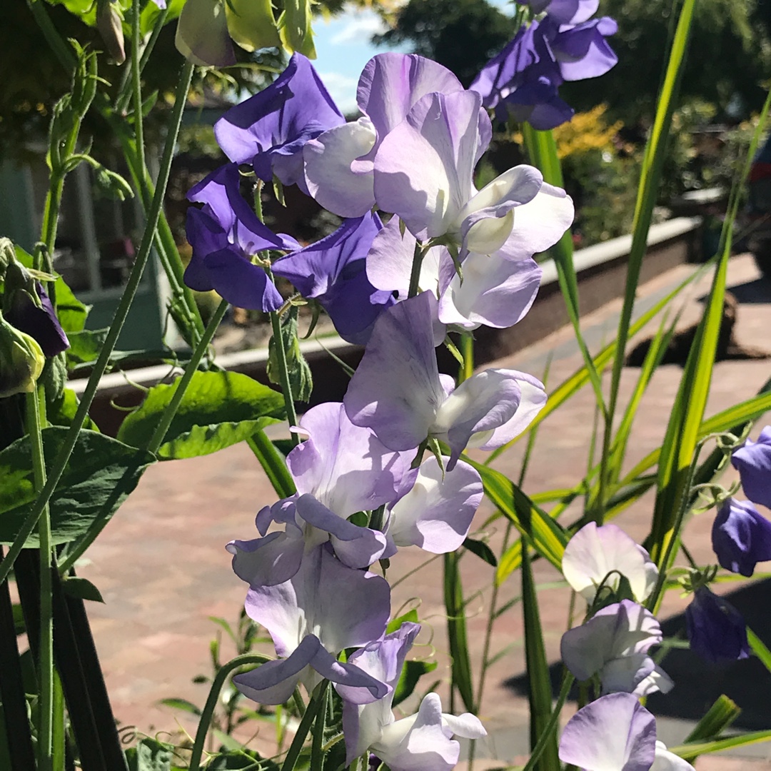 Sweet Pea Singing The Blues (Mix) in the GardenTags plant encyclopedia