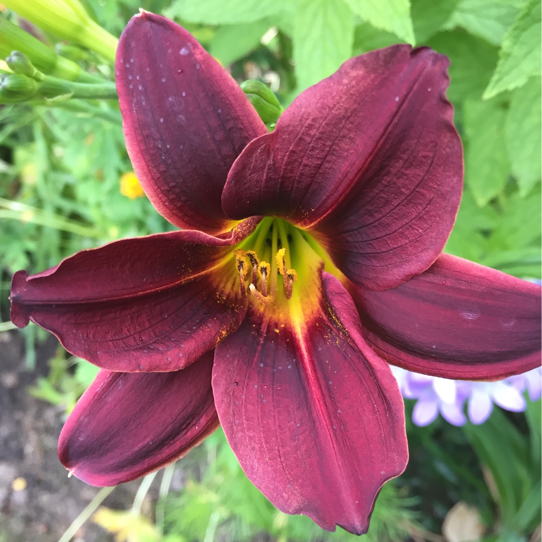 Daylily Black Magic in the GardenTags plant encyclopedia