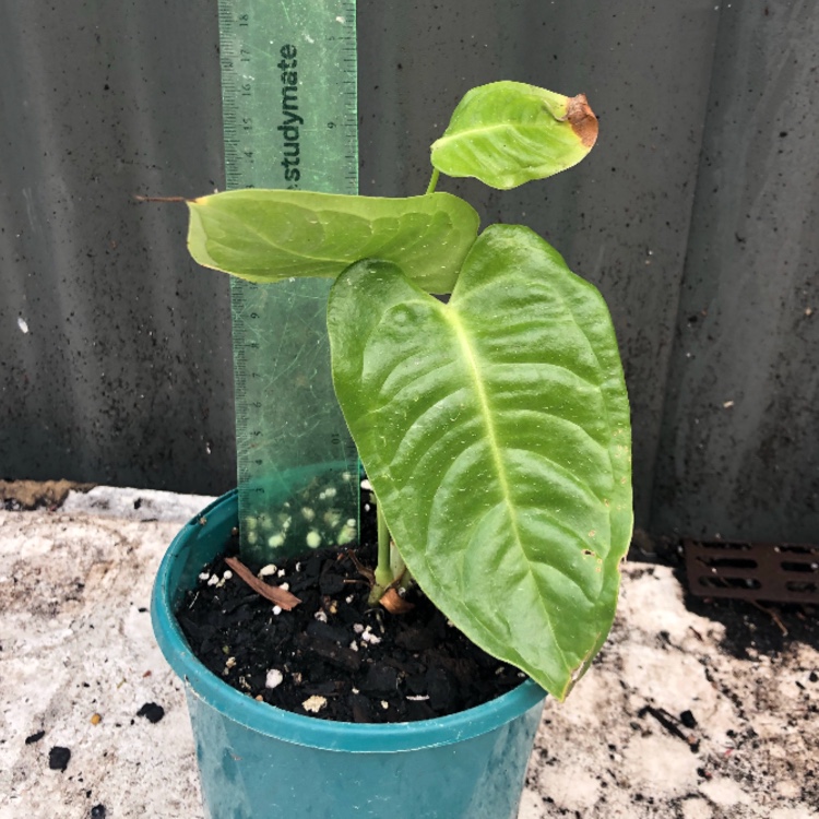 King Anthurium in the GardenTags plant encyclopedia