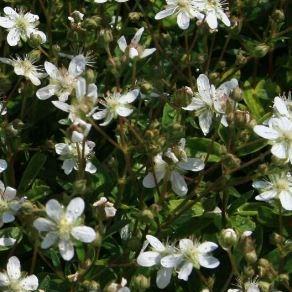 Potentilla Nuuk in the GardenTags plant encyclopedia