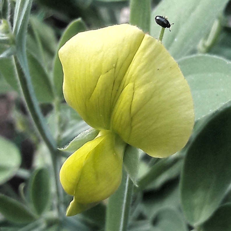 Lathyrus chloranthus, Yellow Sweet Pea in GardenTags plant encyclopedia