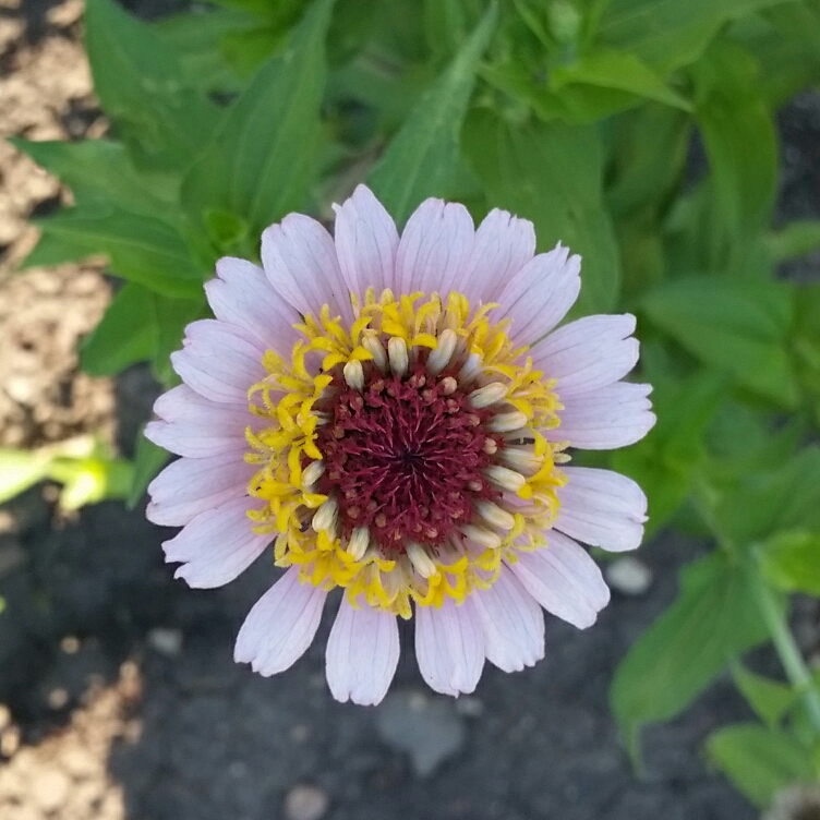 Zinnia Zinderella Peach in the GardenTags plant encyclopedia