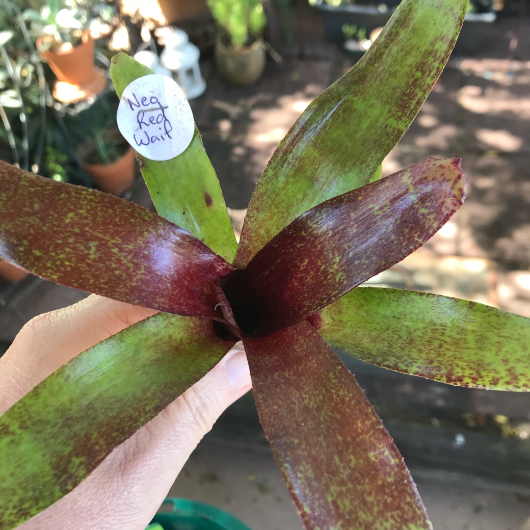 Red Waif in the GardenTags plant encyclopedia