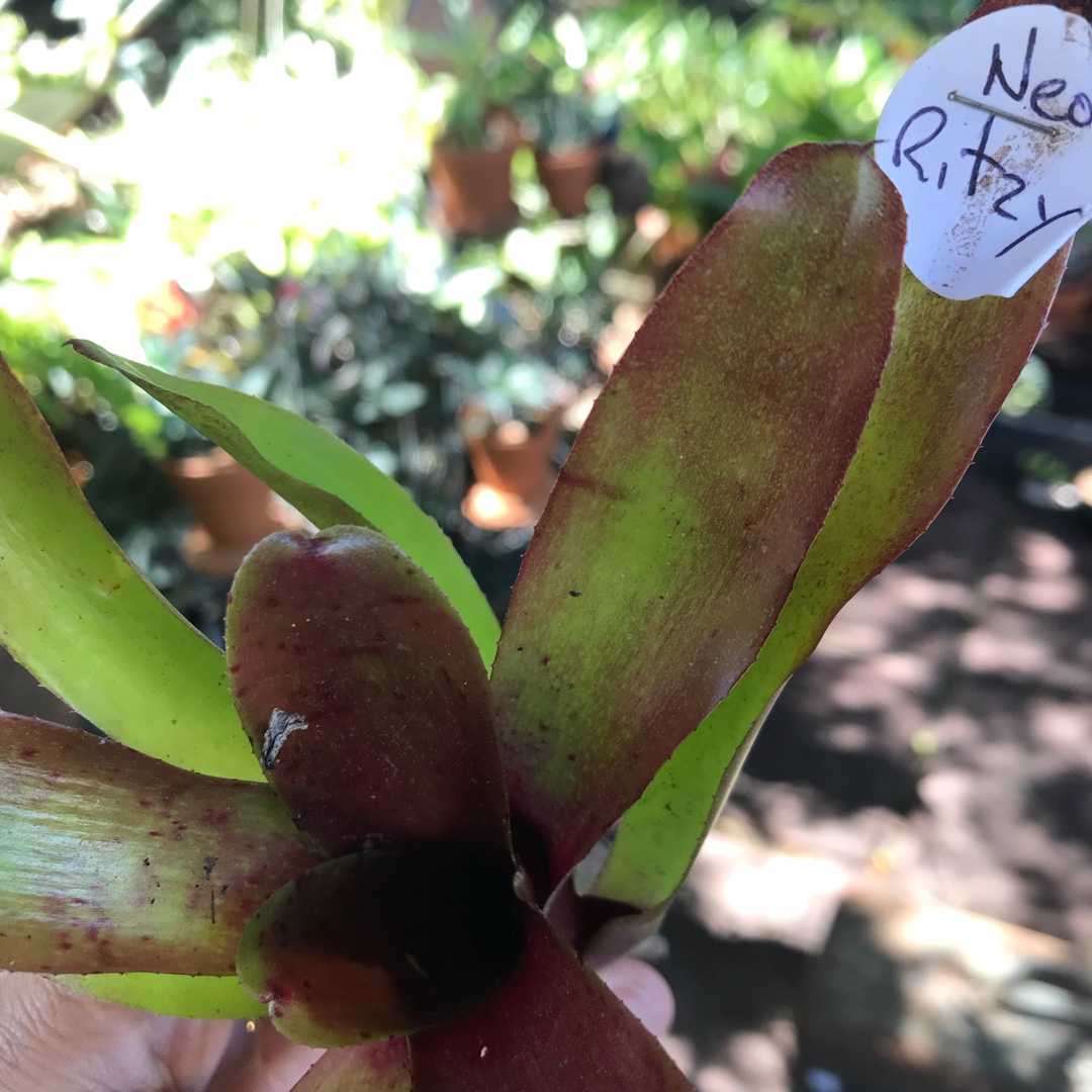 Ritzy in the GardenTags plant encyclopedia