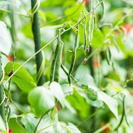 Runner Bean Enorma in the GardenTags plant encyclopedia