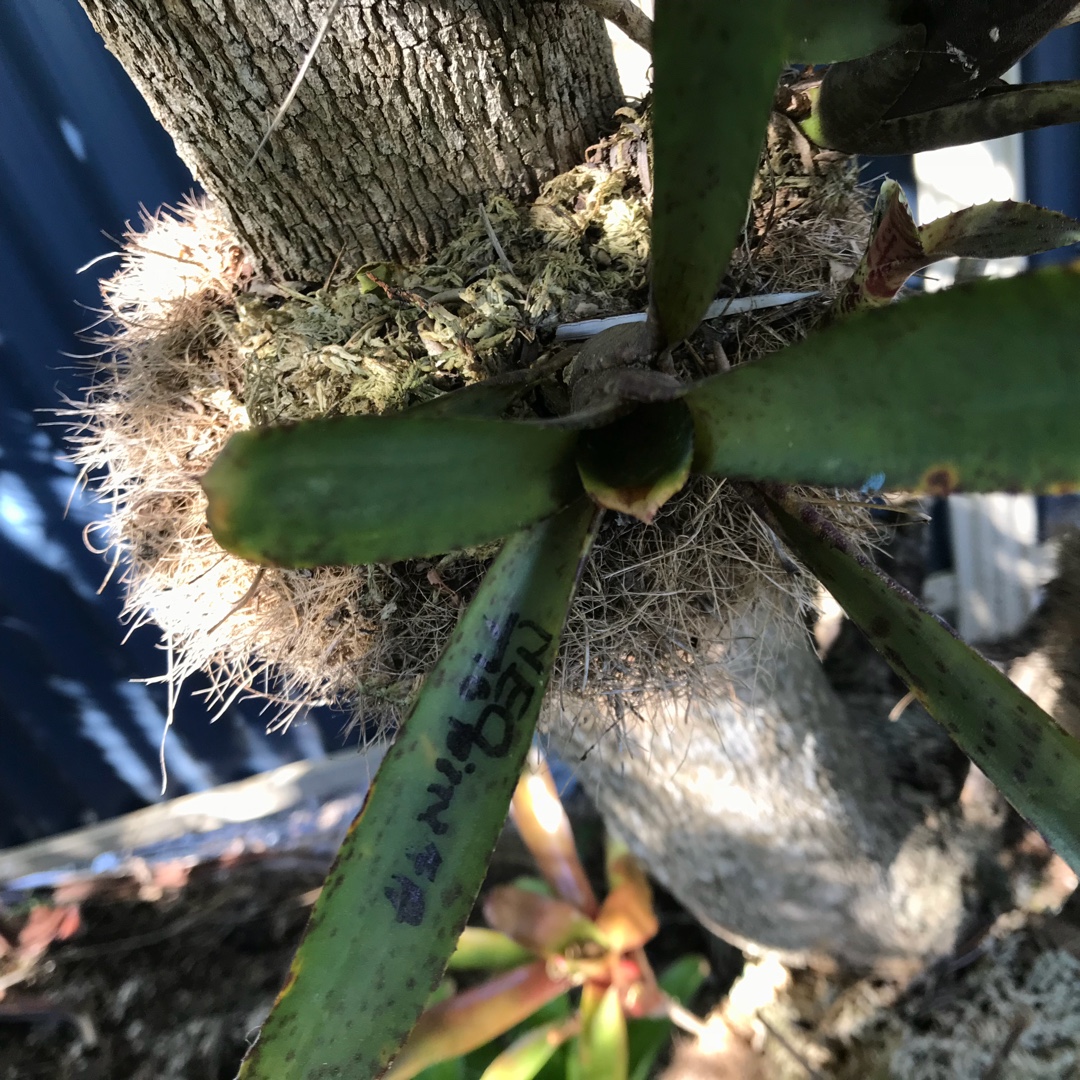 Neoregelia Tigrina in the GardenTags plant encyclopedia