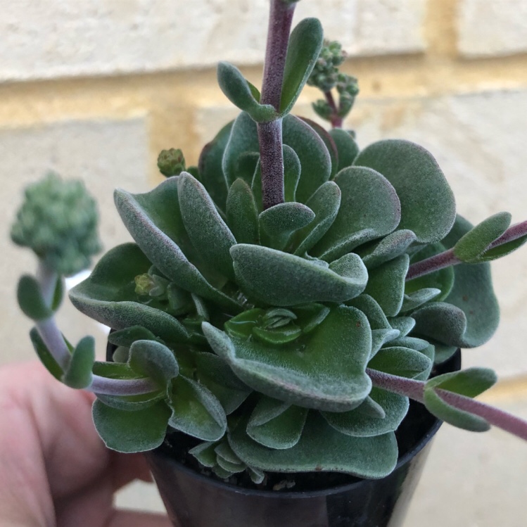 Crassula Damsel in the GardenTags plant encyclopedia