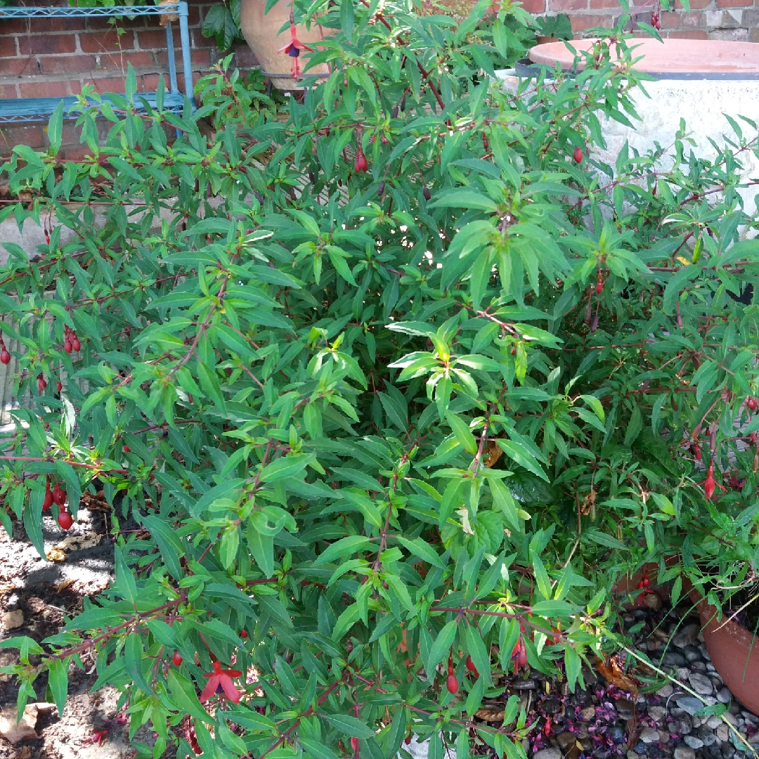 Fuchsia Papoose in the GardenTags plant encyclopedia