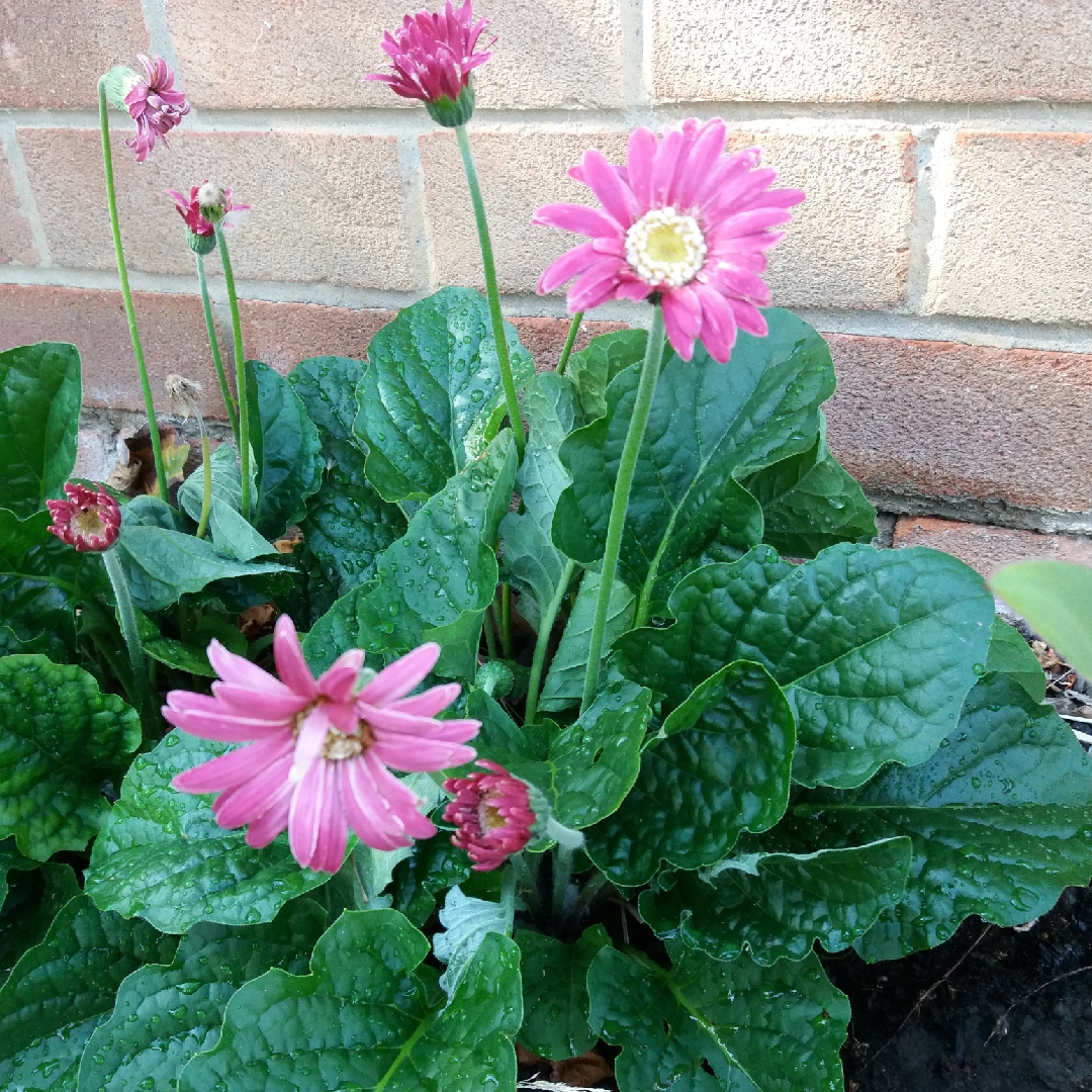 Gerbera Everlast Carmine in the GardenTags plant encyclopedia