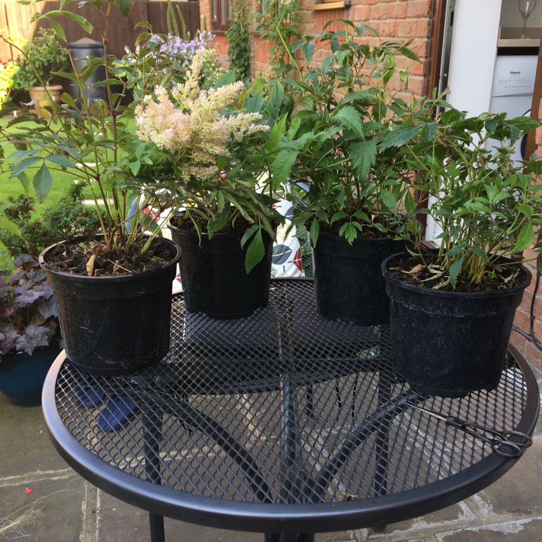 Astilbe x arendsii Ellie in the GardenTags plant encyclopedia Astilbe Ellie in the GardenTags plant encyclopedia