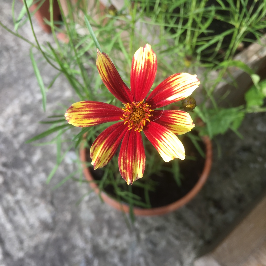 Threadleaf Coreopsis Bengal Tiger in the GardenTags plant encyclopedia