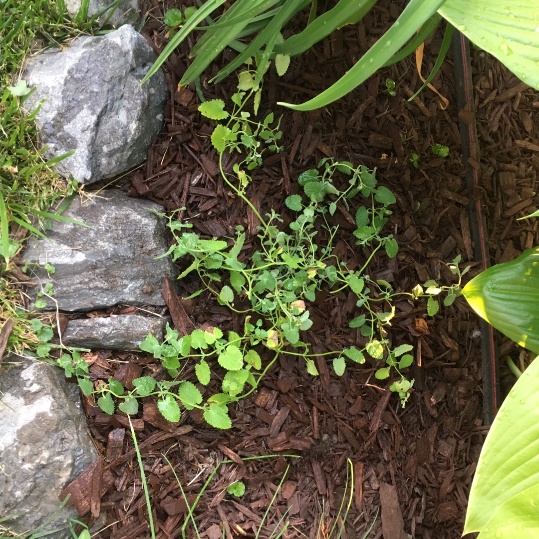 Catmint Early Bird in the GardenTags plant encyclopedia