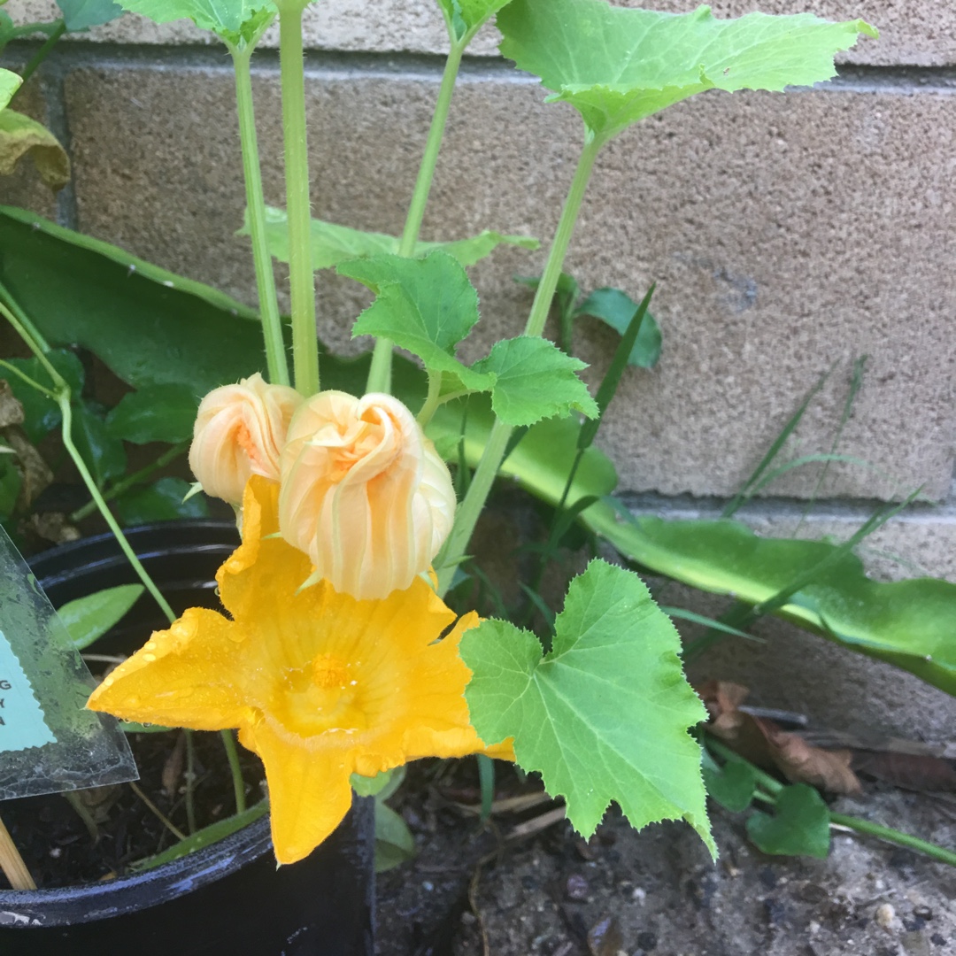 Zucchini Sure Thing in the GardenTags plant encyclopedia