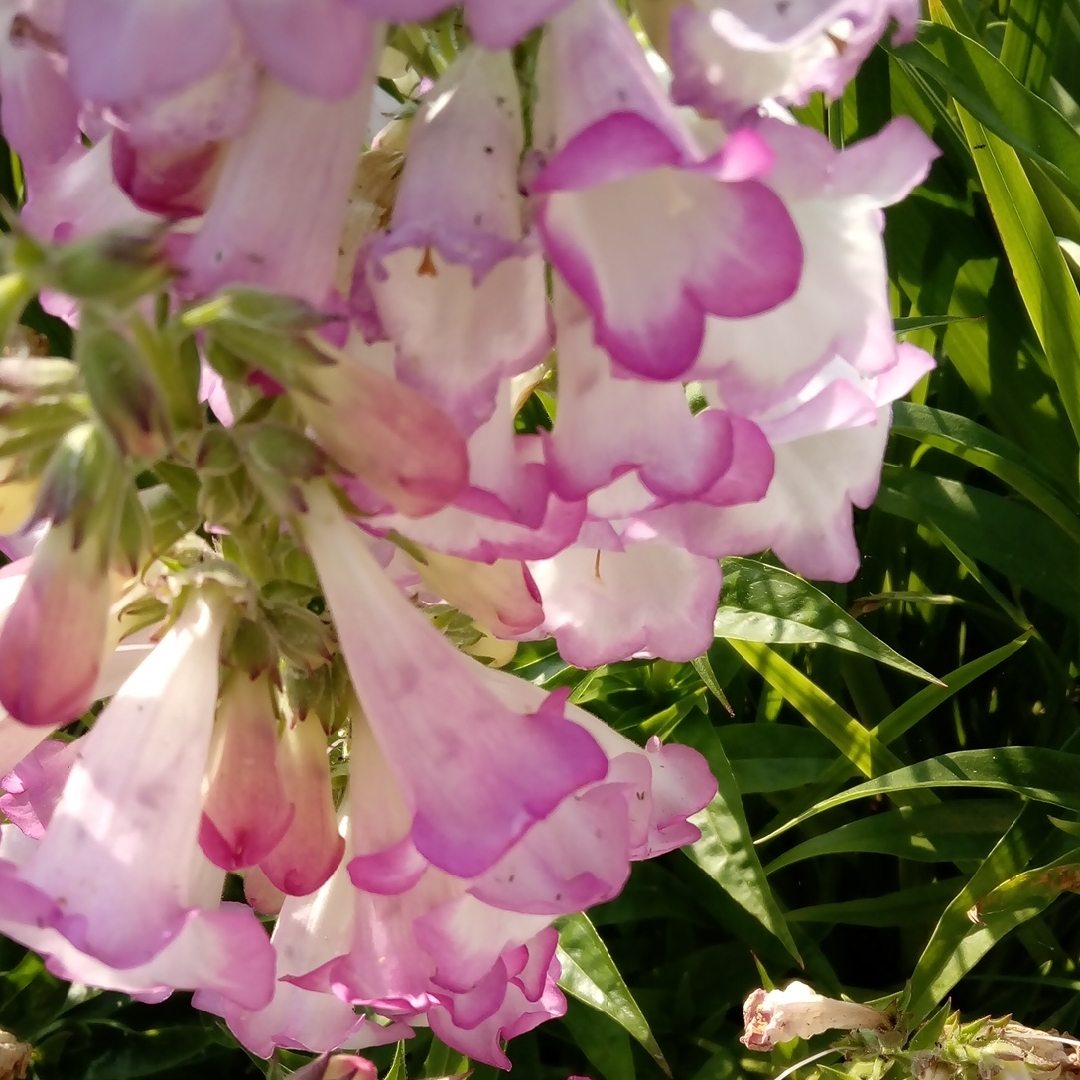 Beardtongue Laura in the GardenTags plant encyclopedia