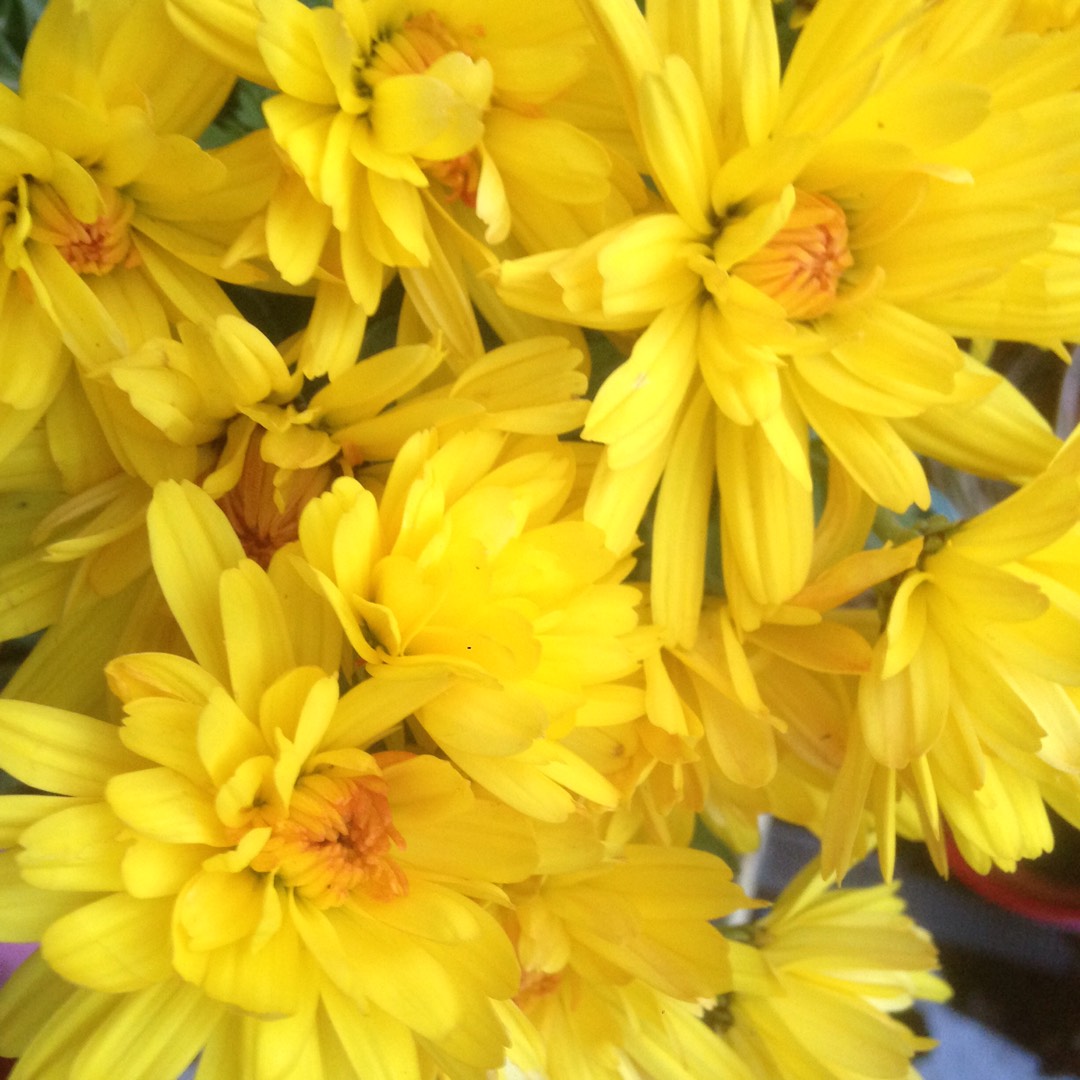 Chrysanthemum Peter Rowe in the GardenTags plant encyclopedia