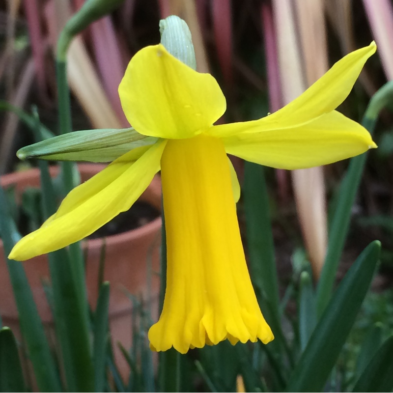 Daffodil Nosie Posie (Cyclamineus) in the GardenTags plant encyclopedia