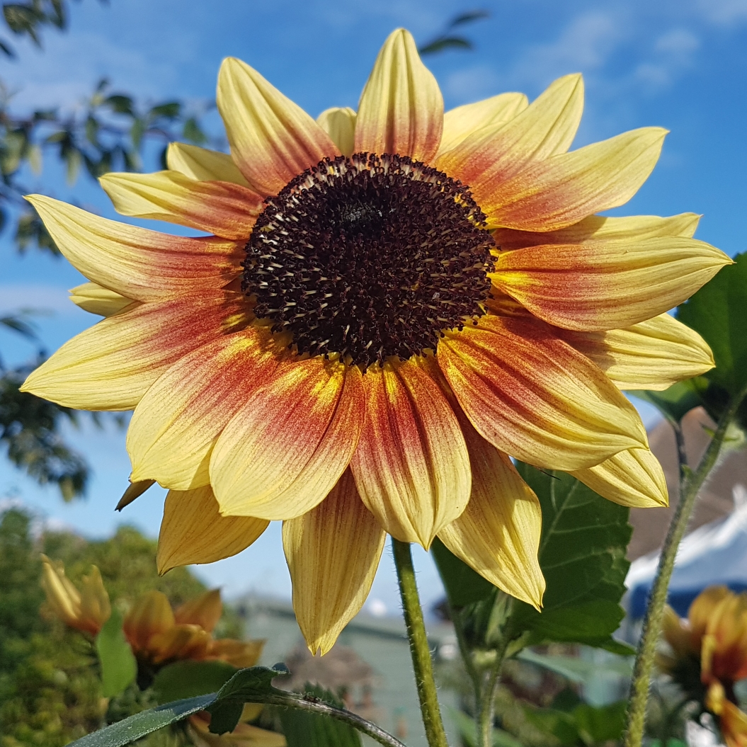 Sunflower Magic Roundabout F1 (Mix) in the GardenTags plant encyclopedia