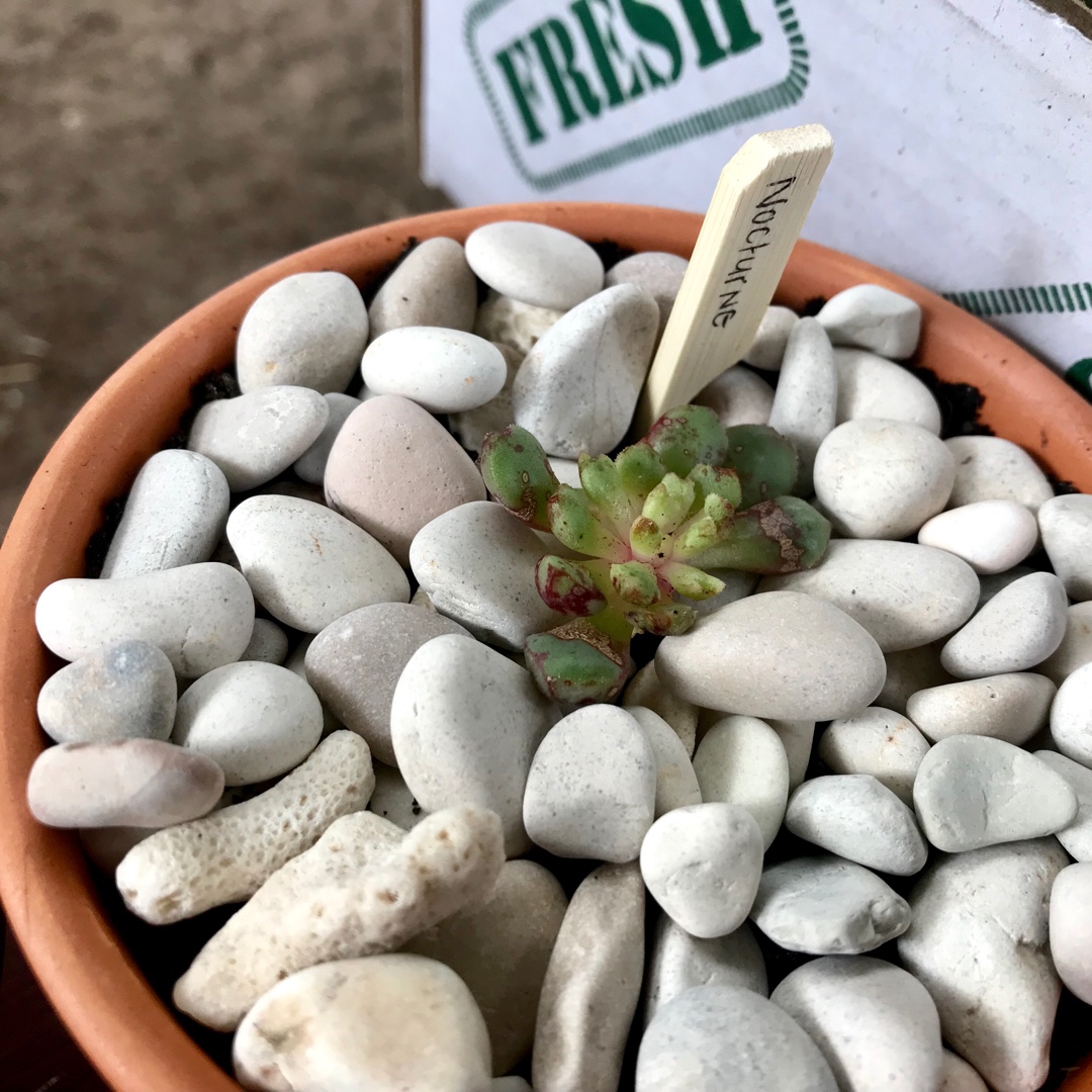 Echeveria Nocturne in the GardenTags plant encyclopedia