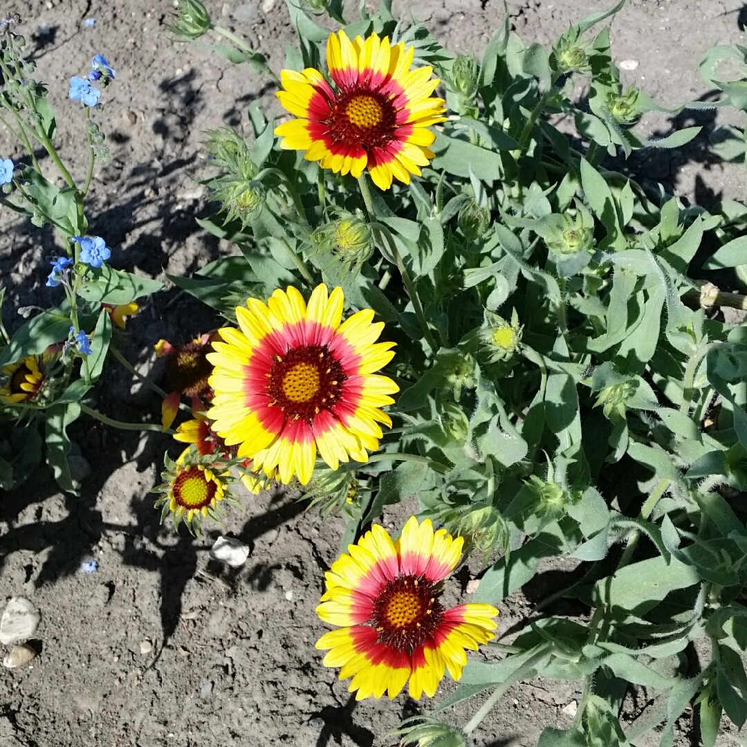 Blanket Flower Sunburst Burgundy Picotee in the GardenTags plant encyclopedia