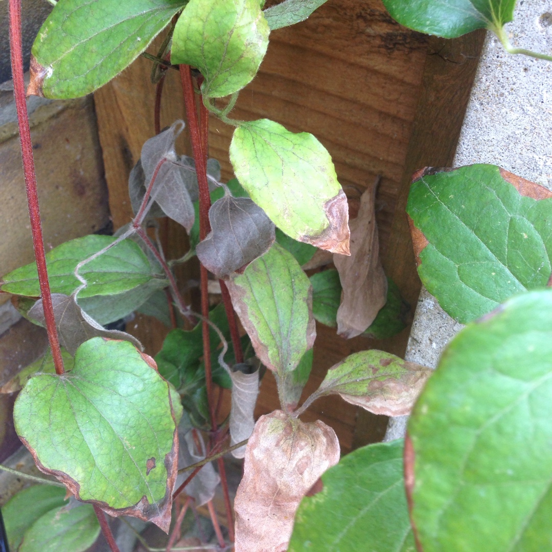 Clematis Asao in the GardenTags plant encyclopedia