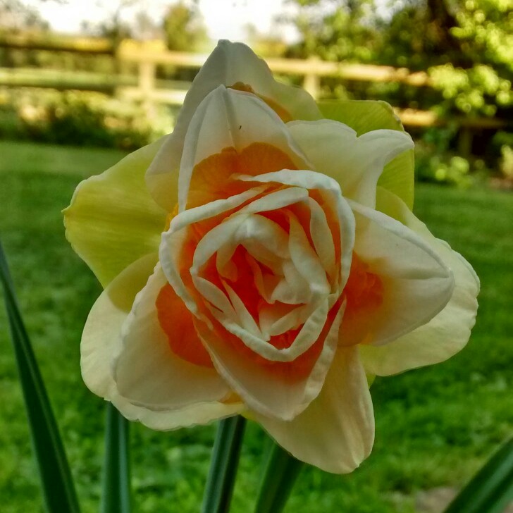 Daffodil Runkerry (Double) in the GardenTags plant encyclopedia