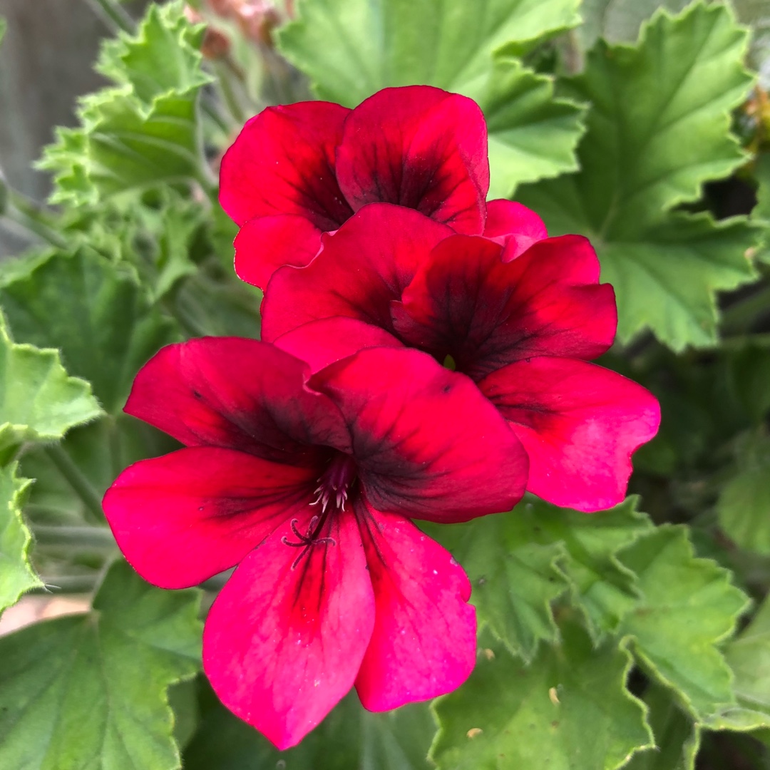 Pelargonium Candy Flowers Bright Red (Regal) in the GardenTags plant encyclopedia