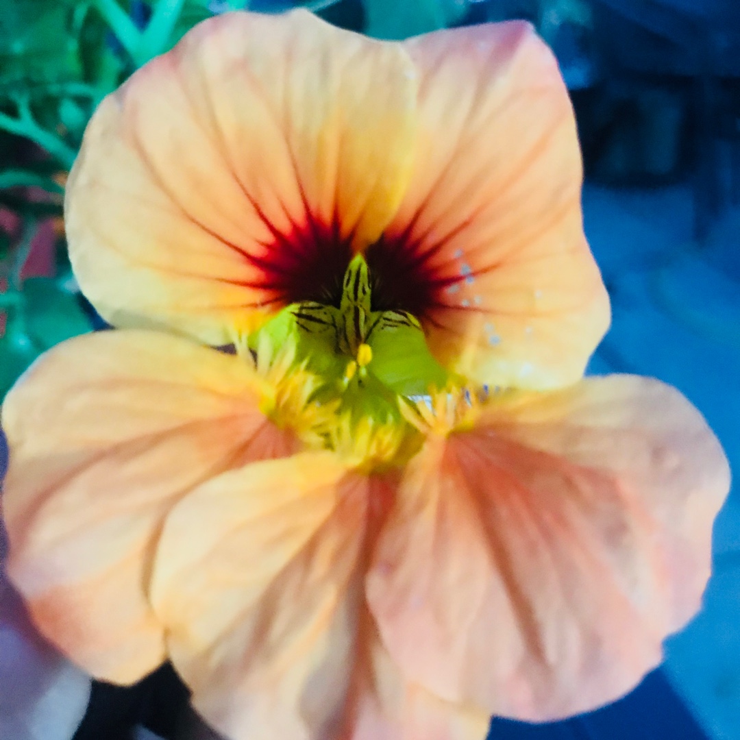 Nasturtium Caribbean Crush in the GardenTags plant encyclopedia