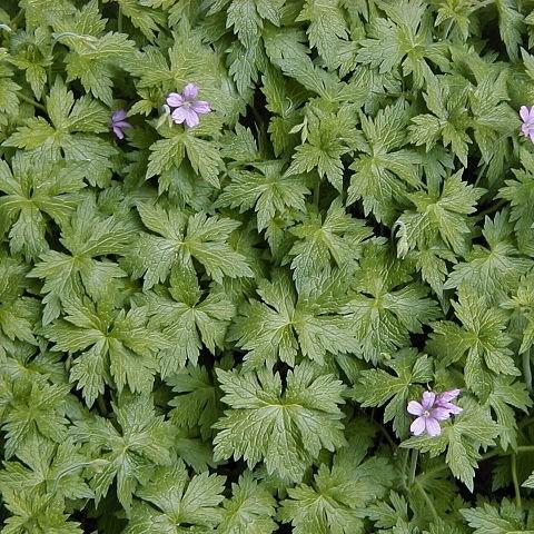 Oxford Cranesbill Wargrave Pink in the GardenTags plant encyclopedia