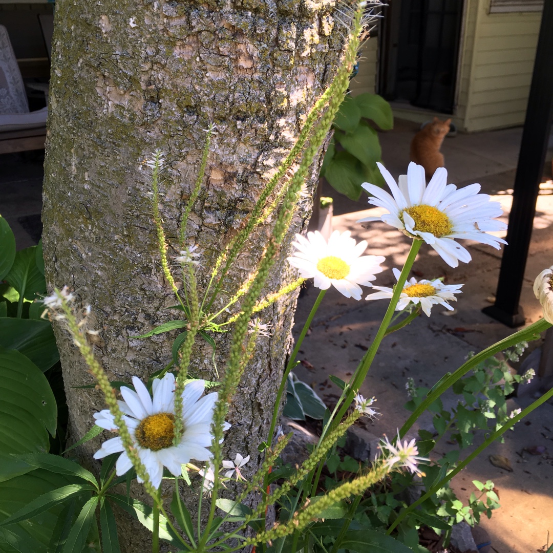 Culvers Root Lavendelturm in the GardenTags plant encyclopedia