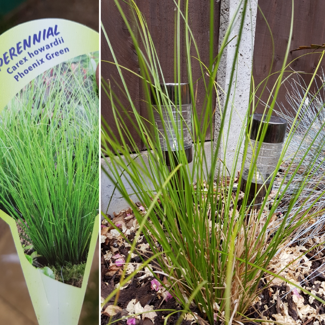 Carex Phoenix Green in the GardenTags plant encyclopedia