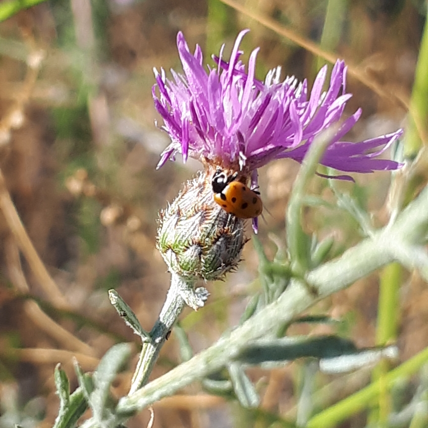 Centaurea maculosa, Spotted Knapweed in GardenTags plant encyclopedia