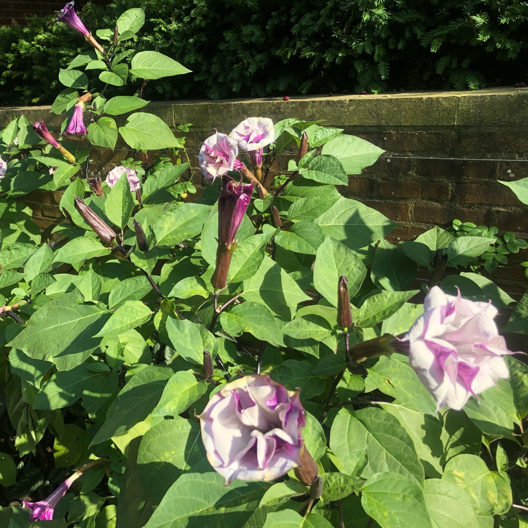 Devils Trumpet Ballerina Purple in the GardenTags plant encyclopedia