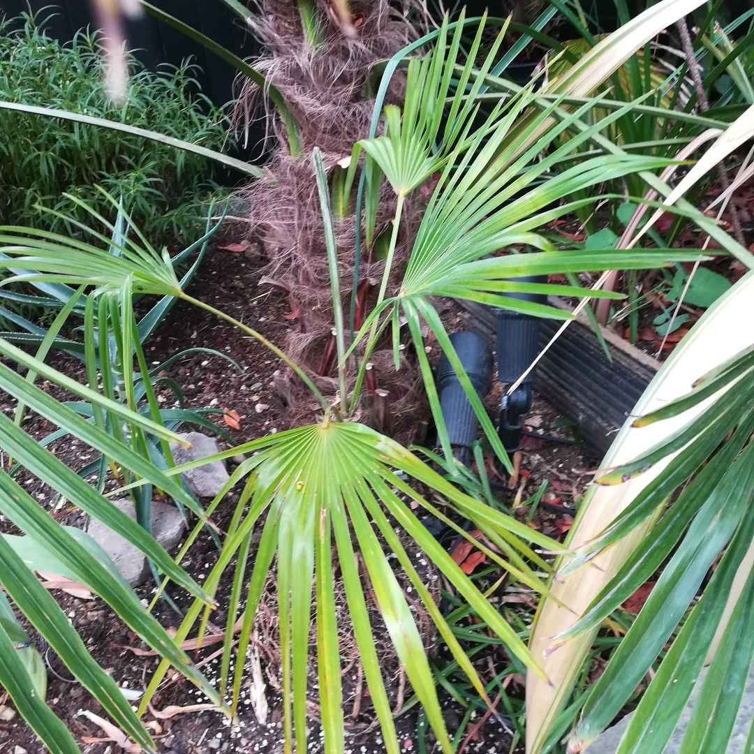 Trachycarpus Nova in the GardenTags plant encyclopedia