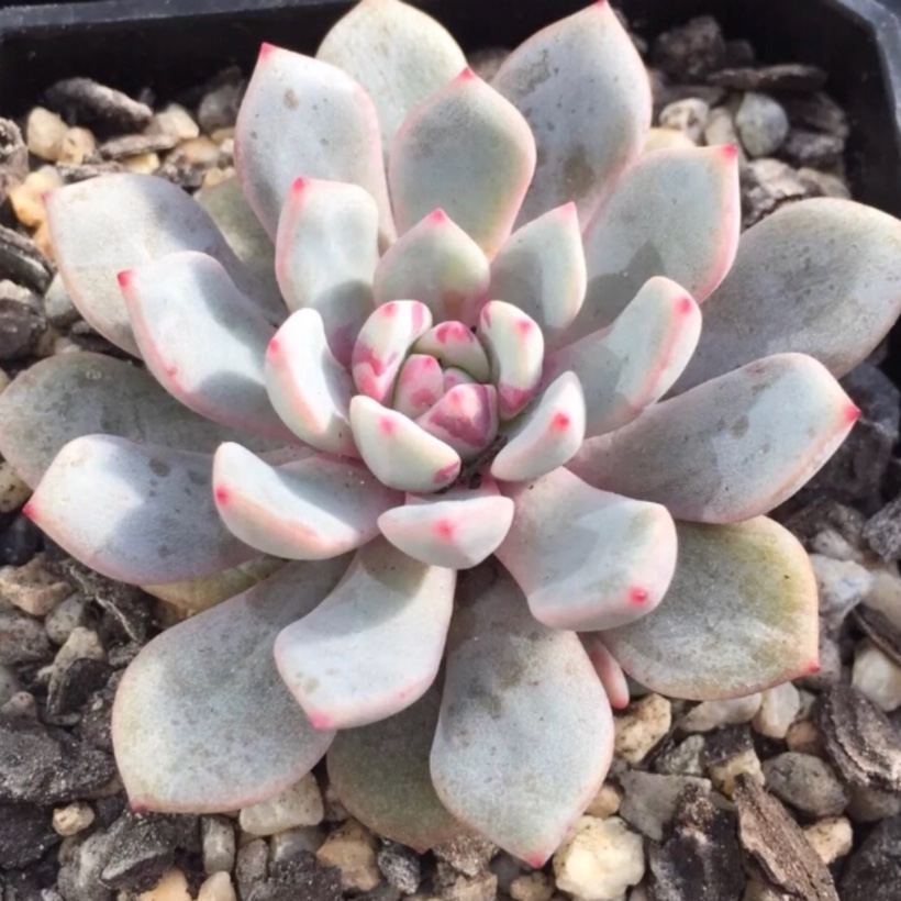 Echeveria Love Me in the GardenTags plant encyclopedia